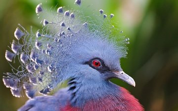 птица, клюв, перья, голубь, крупным планом, венценосный голубь