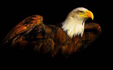 крылья, орел, птица, клюв, черный фон, перья, тени, белоголовый орлан, хищная птица