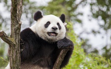 морда, взгляд, панда, бамбуковый медведь, большая панда