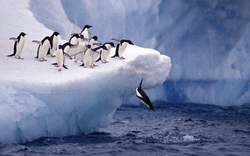 schnee, haustiere, eis, sprung, vögel, pinguin, antarktika, wilde natur, pinguine, scholle