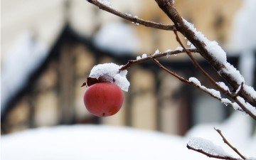 снег, природа, дерево, ветки, фрукты, размытость, яблоко, плоды