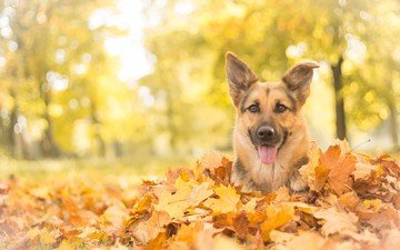 морда, листья, взгляд, осень, собака, язык, немецкая овчарка, овчарка, осенние листья