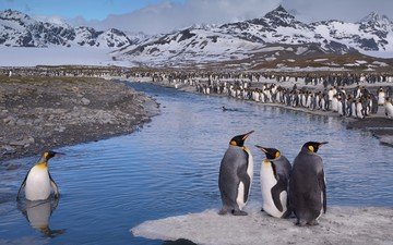 вода, камни, птицы, пингвин, антарктида, пингвины, королевский пингвин