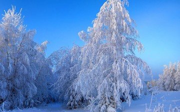 небо, деревья, снег, зима, пейзаж, ветки, иней