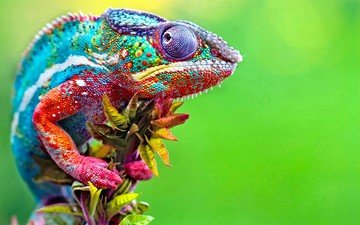 ветка, разноцветный, ящерица, хамелеон, зеленый фон, рептилия, пресмыкающиеся