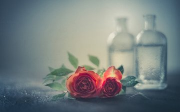 цветы, вода, капли, розы, лепестки, бутылки