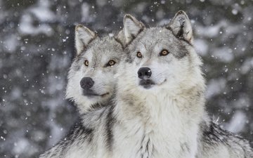 зима, хищник, волки, волк, снегопад