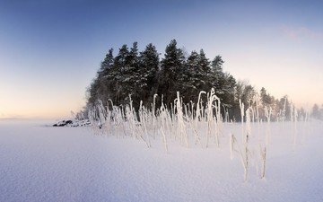 небо, деревья, снег, природа, растения, зима, пейзаж, туман
