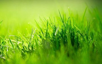 трава, природа, зелень, размытость