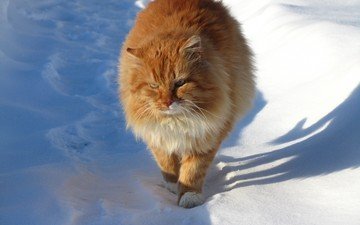снег, зима, кот, мордочка, усы, кошка, взгляд, ушки, рыжий