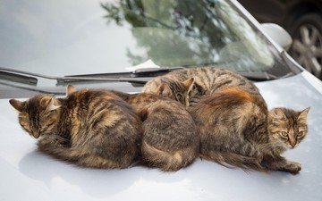машина, коты, кошки, автомобиль