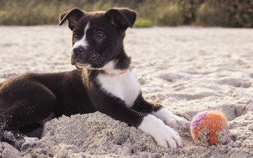 песок, мордочка, собака, щенок, мячик, лапки, амстафф, стаффордширский терьер