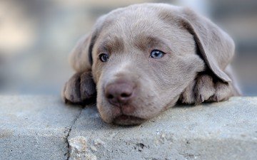 мордочка, собака, щенок, голубые глаза, лапки, веймаранер