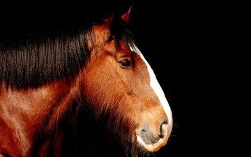 лошадь, профиль, черный фон, конь, грива