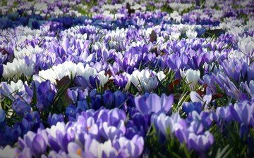 цветы, лепестки, весна, белые, фиолетовые, крокусы