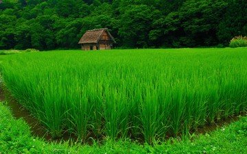 трава, деревья, природа, зелень, растения, пейзаж, поле, дом, рисовое поле, плантация