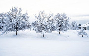 деревья, снег, природа, зима, пейзаж, дом