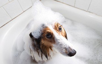 мордочка, взгляд, собака, друг, пена, ванна, мокрая, колли
