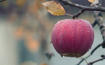 фрукты, осень, яблоко, плоды, капли дождя