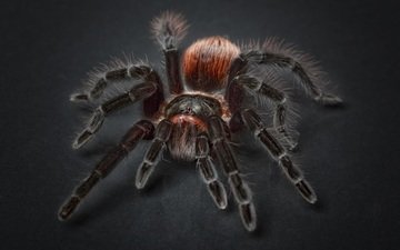 черный фон, паук, крупным планом, членистоногие, тарантул