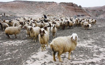 природа, пастбище, овцы, пастух, овца, отара