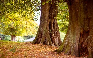 деревья, природа, стволы, листва, осень