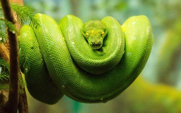 змея, питон, рептилия, зеленый древесный питон, зеленый питон, древесный питон