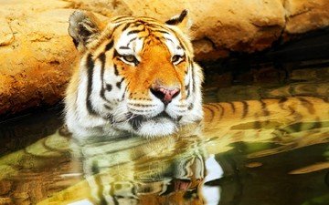 тигр, морда, вода, усы, кошка, взгляд, хищник