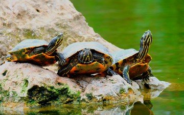вода, черепаха, панцирь, камень, черепахи, пресмыкающиеся, пресноводная черепаха