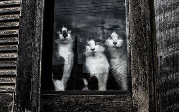 взгляд, чёрно-белое, коты, окно, кошки, стекло, котята, мордочки