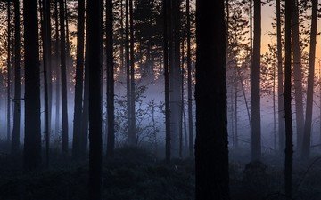 ночь, деревья, природа, лес, туман, стволы