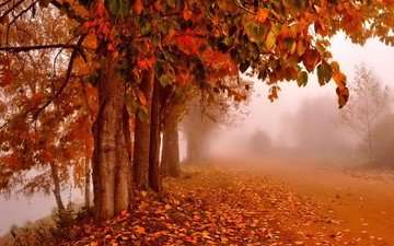 дорога, деревья, природа, туман, стволы, листва, осень