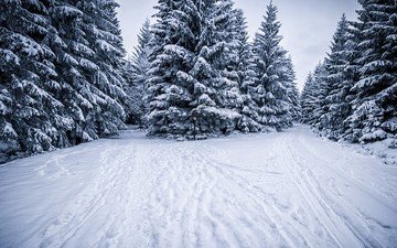 снег, природа, лес, зима, следы, ели