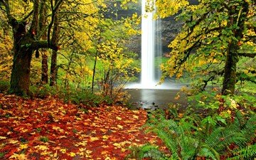 деревья, лес, пейзаж, листва, водопад, осень, папоротник