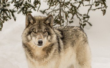 зима, взгляд, хищник, волк
