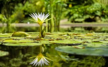 вода, отражение, цветок, лилия, кувшинка, нимфея, водяная лилия