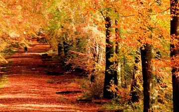 деревья, девушка, стволы, листва, осень, аллея