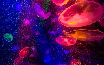медуза, медузы, подводный мир
