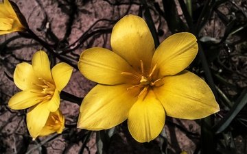 лепестки, весна, тюльпаны, желтые, дикие