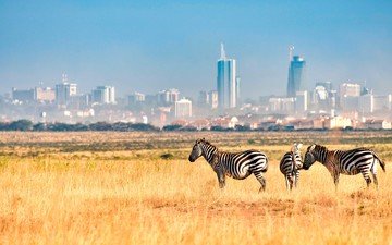 зебра, поле, город, африка, кения, зебры, nairobi national park, найроби