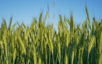 природа, поле, колосья, пшеница