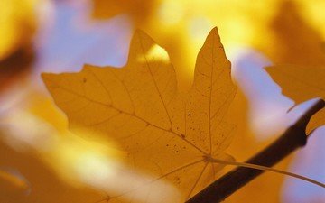 ветка, желтый, осень, лист, прожилки, клен, кленовый лист
