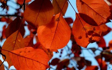 природа, листья, осень, крупным планом