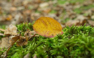 природа, осень, лист, размытость, мох, сухие листья