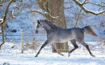 лошадь, снег, зима, движение, профиль, конь, бег, скакун, грация