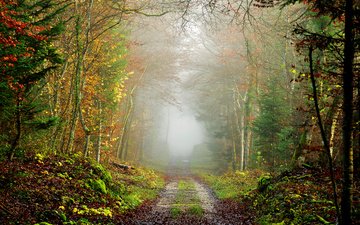 дорога, природа, дерево, лес, пейзаж, туман, осень