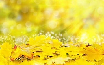 листья, осень, блики, желтые