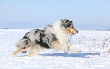 снег, поле, собака, колли, шотландская овчарка