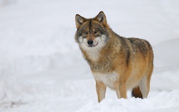снег, зима, хищник, волк