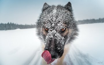 глаза, снег, мордочка, взгляд, собака, язык, гренландия собака
